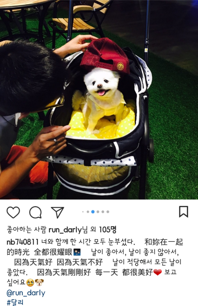 대만사람까지 꼬시고 다니는 한류 스타 강아지 달리 | 인스티즈
