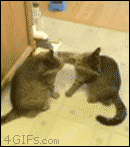바보 냥청이들.gif | 인스티즈