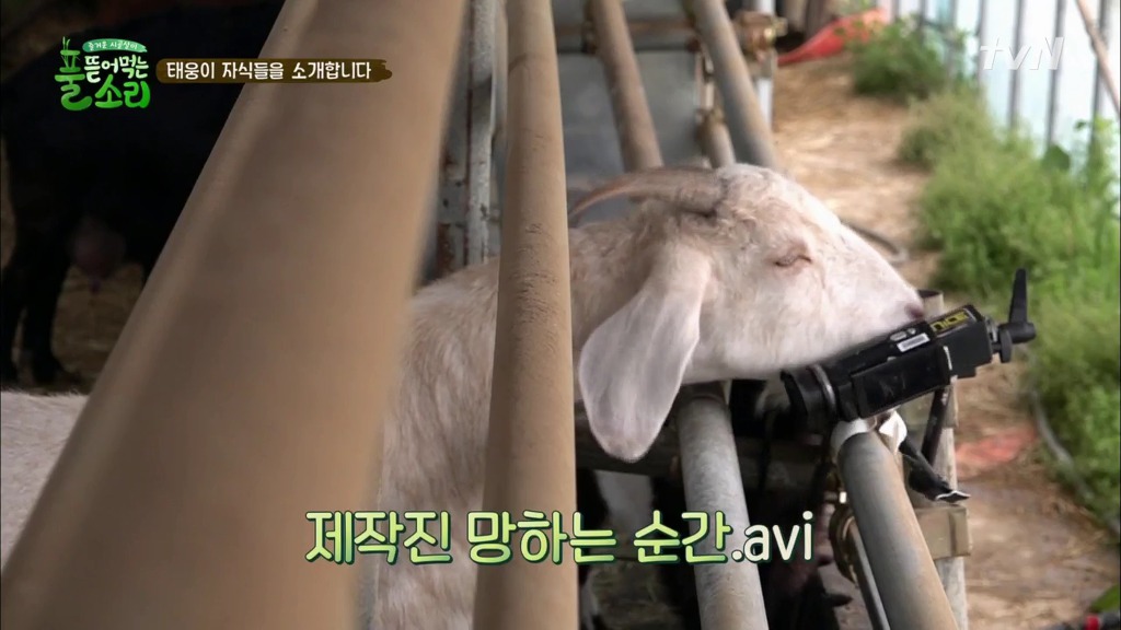 [풀뜯어먹는소리] 닭에서 시작해 소까지 살 수 있게 된 중딩농부 태웅.jpg | 인스티즈