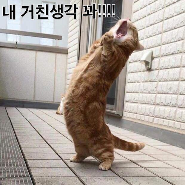 일루와 이미지