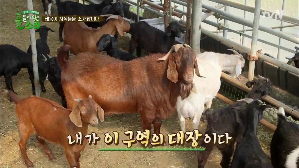 [풀뜯어먹는소리] 닭에서 시작해 소까지 살 수 있게 된 중딩농부 태웅.jpg | 인스티즈