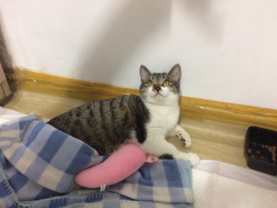 박스안에서 버려진채 떨고있던 고양이 쿠키의 평생을 함께 할수있는 따뜻한가족을 찾습니다! | 인스티즈