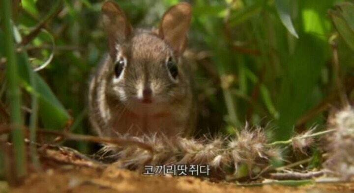 사과가 맛없을때 꿀팁 | 인스티즈