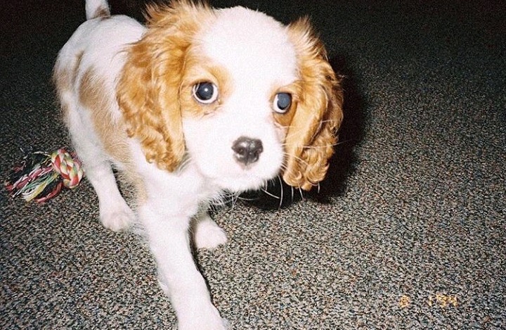 셀레나 고메즈가 키우는 강아지 Charlie gomez | 인스티즈