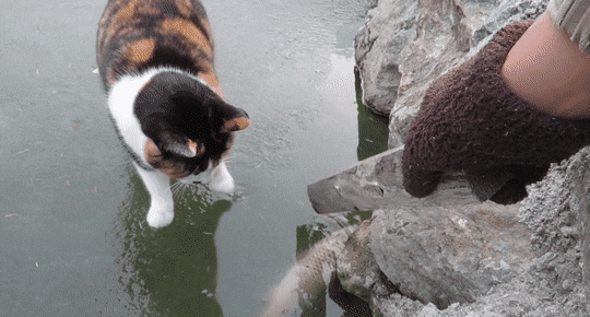 유튜버가 잉어를 잡지 못하자 격하게 항의하는 삼색이(haha ha님네 고양이들).gif | 인스티즈