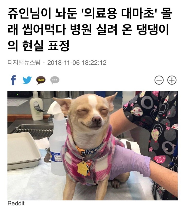 주인몰래 풀씹다가 병원온 댕댕이 | 인스티즈