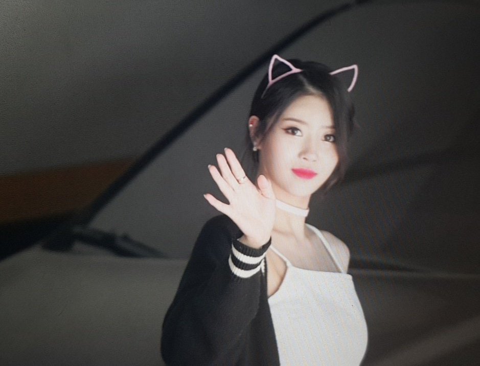 분홍고양이 이미지