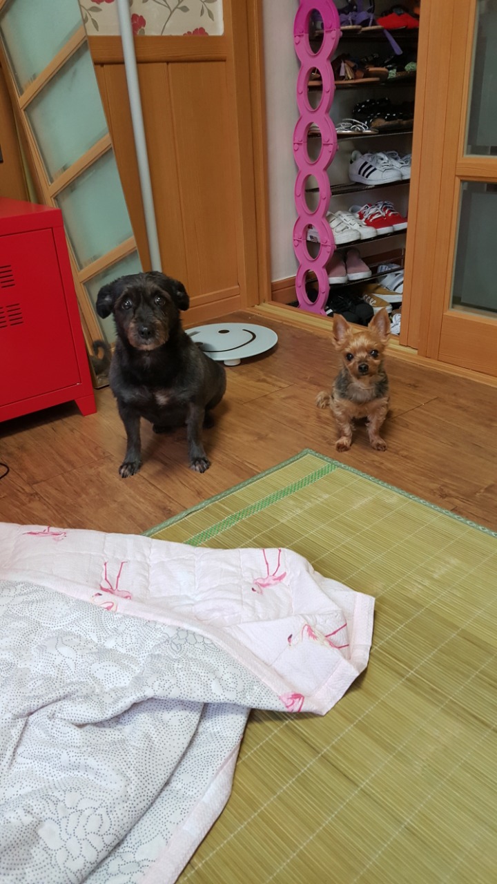 우리집 강아지를 잃어버렸어..꼭좀 봐줘ㅠㅠ | 인스티즈