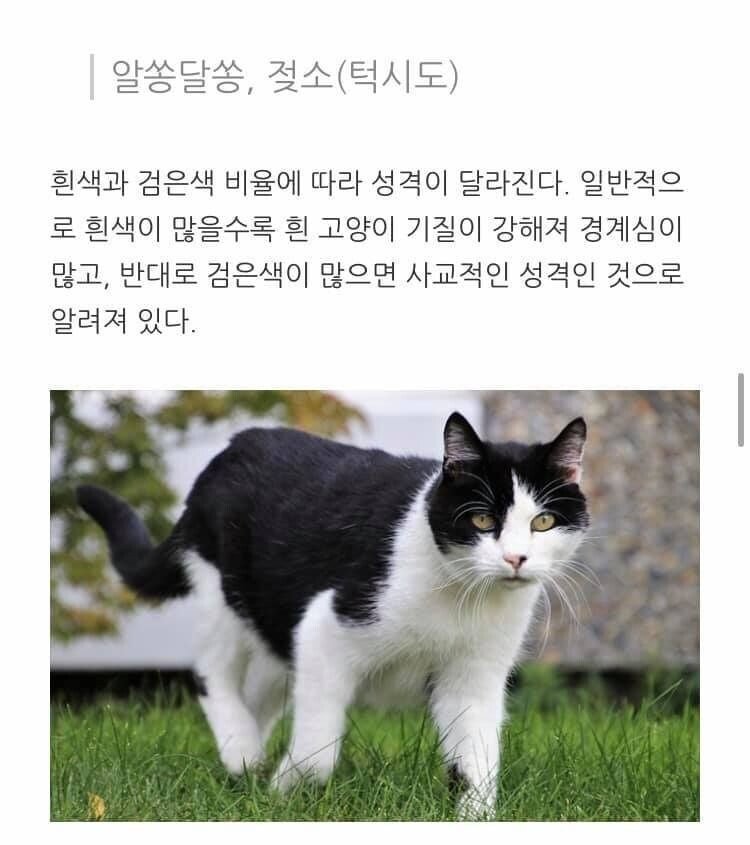 고양이 무늬별 격 .jpg | 인스티즈