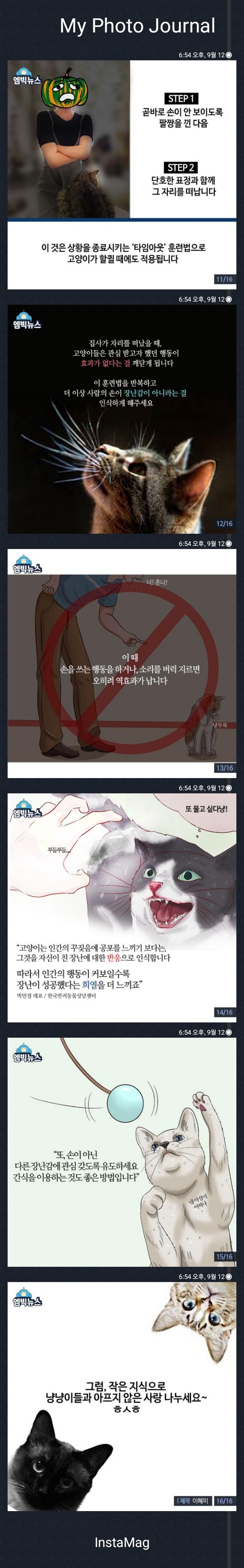 고양이가 갑자기 손을 깨무는 이유 | 인스티즈