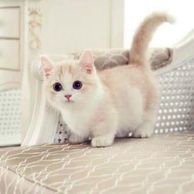 고양이.jpgif | 인스티즈