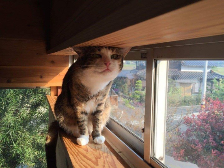 망한 고양이 사진대회 | 인스티즈