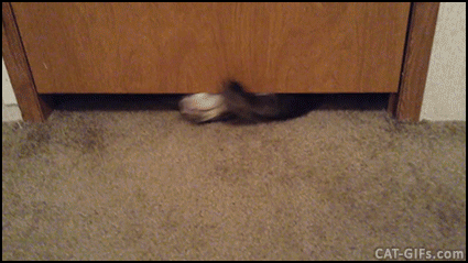 고양이 액체설.gif | 인스티즈