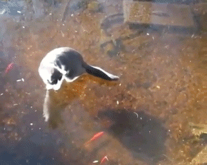 도도한 멍충미.gif | 인스티즈