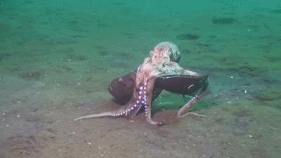 동물이 보여주는 놀라운 행동 5가지.gif | 인스티즈