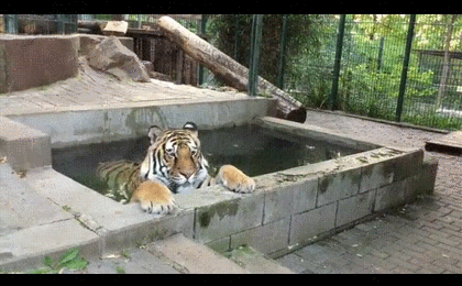 장난치는 큰 냥이들 | 인스티즈