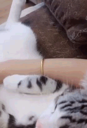유혹하는 고양이 | 인스티즈