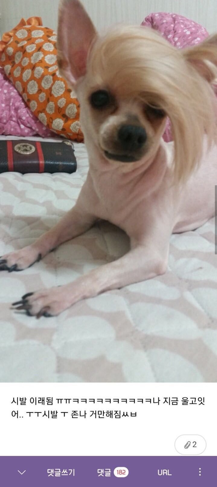 할머니댁 댕댕이가 힙하다 | 인스티즈