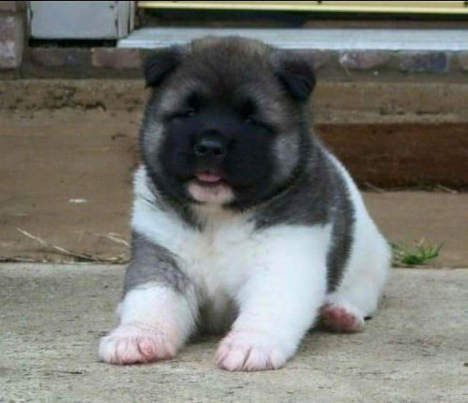 멍뭉잉등❤❤ | 인스티즈