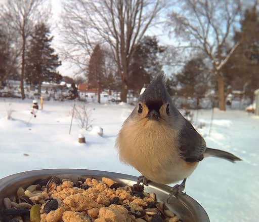 새들이 먹이도 먹고~ 사진도 찍고~ | 인스티즈