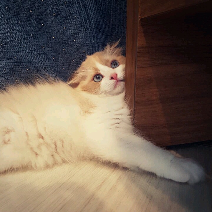 걸스데이 소진이 기르는 고양이 룽지 | 인스티즈