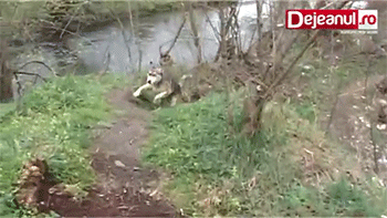 강아지를 구해주었다.gif | 인스티즈