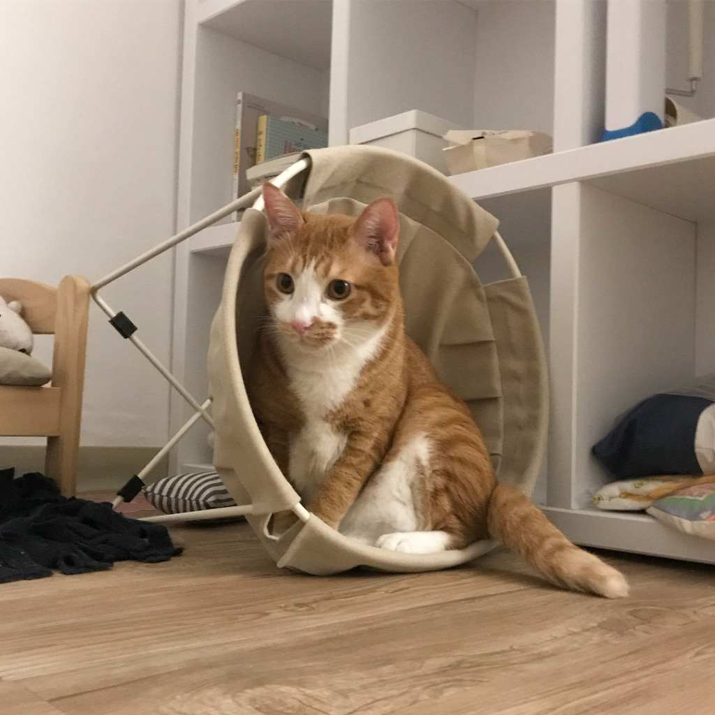 초보집사들 걱정시키는 고양이 특징 | 인스티즈