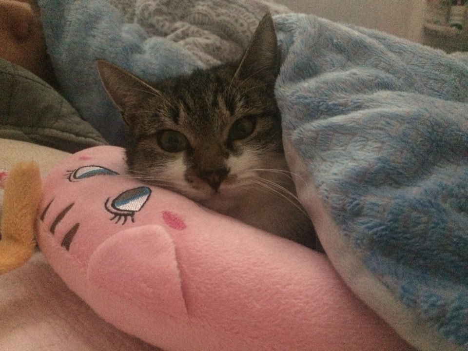 박스안에서 버려진채 떨고있던 고양이 쿠키의 평생을 함께 할수있는 따뜻한가족을 찾습니다! | 인스티즈