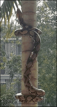 뱀이 나무 타는 방법.gif | 인스티즈