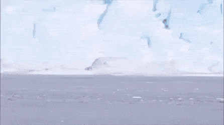 펭귄 유치원 가는 아기 펭귄들.gif | 인스티즈