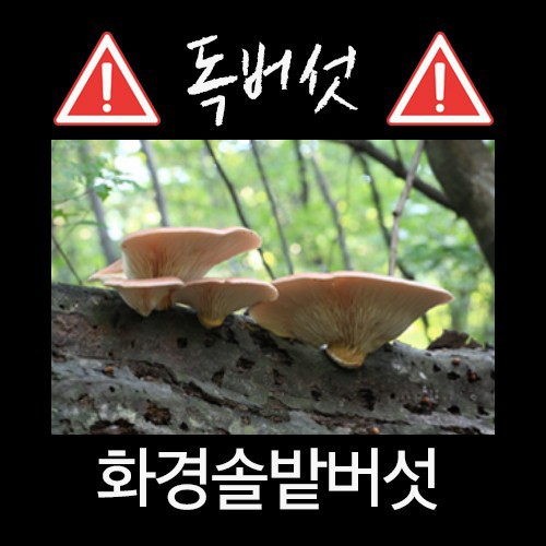 산에서 절대 먹으면 안되는 독버섯 | 인스티즈