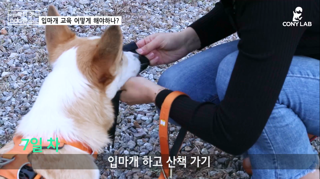 [영상] 강아지에게 거부감 안들게 입마개 교육하는 법! | 인스티즈