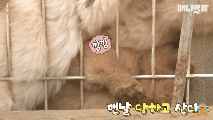 심장주의 모래찜질하다 빠진 댕댕이 끝순이 | 인스티즈