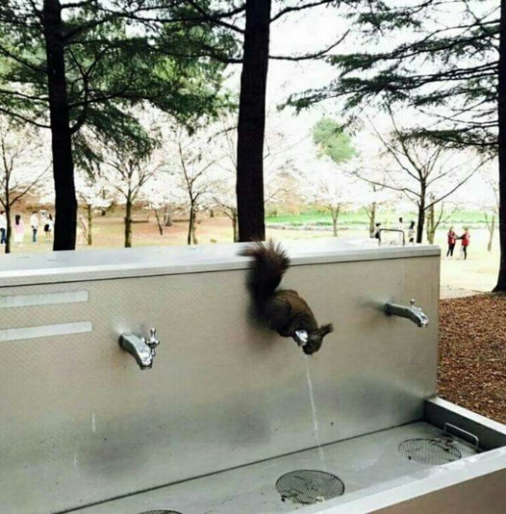 수돗가에서 스스로 물 틀어 마시는 청설모 | 인스티즈