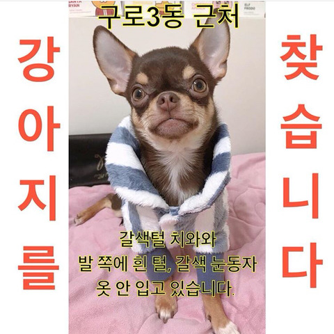 구로구 다롱이 찾습니다! 다람이는 찾았다고 해요!! | 인스티즈