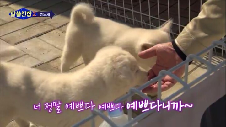 알쓸신잡) 진도의 관광지 + 진도를 유시민이 추천하는 이유 (댕댕이 주의) | 인스티즈