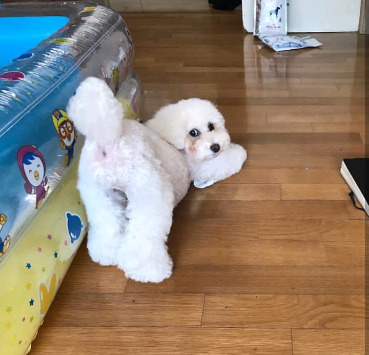 슬리피가 키우는 반려견 퓨리.jpg | 인스티즈