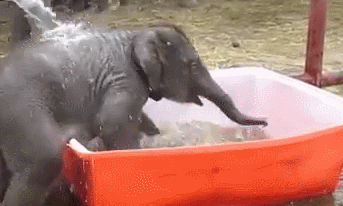 심쿵주의)굉장히 귀여운 아기 코끼리 | 인스티즈