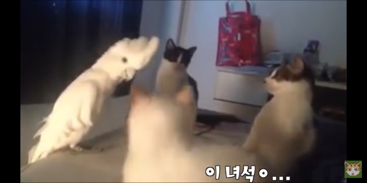 고양이 앞에서 하악질 하는 앵무새 | 인스티즈