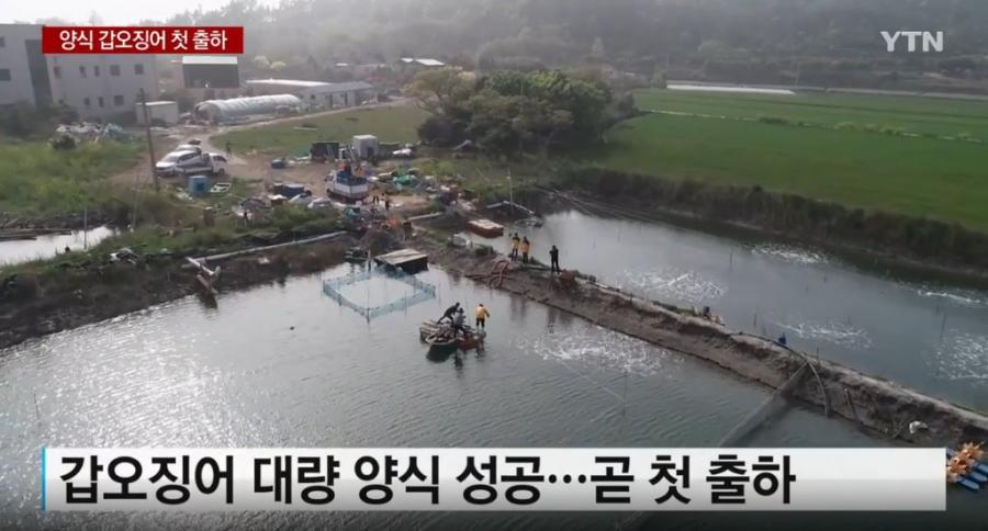 한국 양식 갑오징어 첫 출하 | 인스티즈