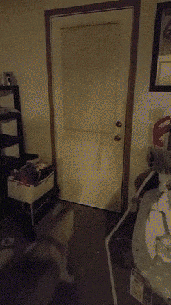  강아지는 왜 이렇게 나를 반길까?.jpgif | 인스티즈