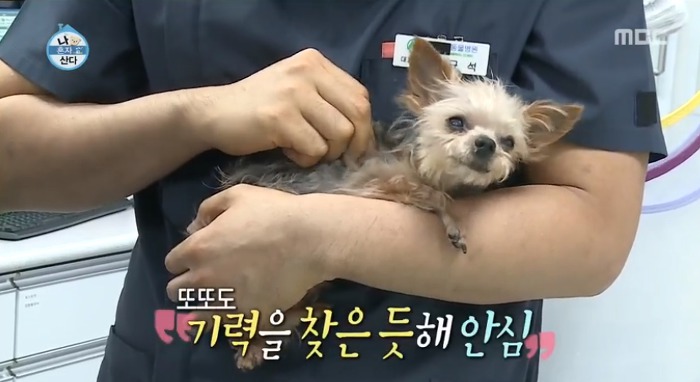 [나혼자산다] 전현무와 17살 반려견 또또 이야기.jpg | 인스티즈