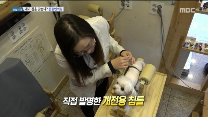 강아지 한의원.jpg | 인스티즈