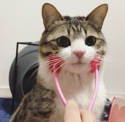 이름이 참새(すずめ)라는 사랑스런 고양이 | 인스티즈