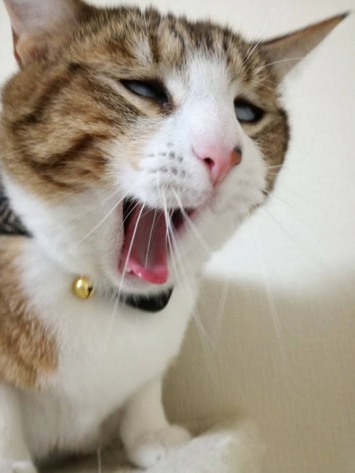 망한 고양이 사진대회.JPG | 인스티즈