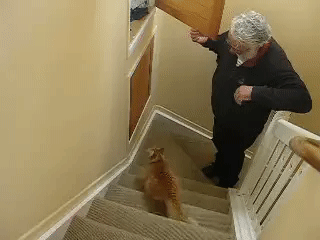 기다리면 점프합니다.gif | 인스티즈