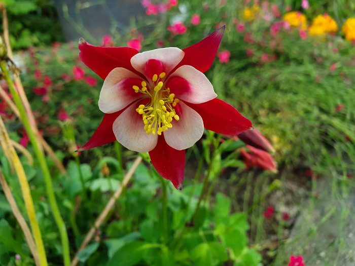 999E25335CDE1EE326E41D