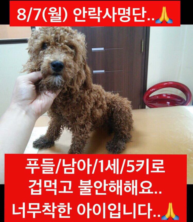 곧 안락사 될 강아지랑 방사 될 고양이 봐줘ㅜㅜ | 인스티즈