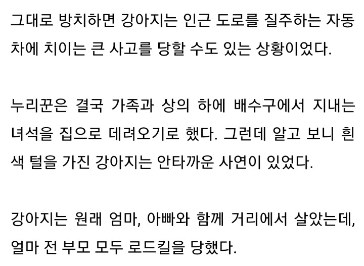 로드킬로 엄마가 죽은 자리에서 꼼짝안하고 기다리는 강아지 | 인스티즈