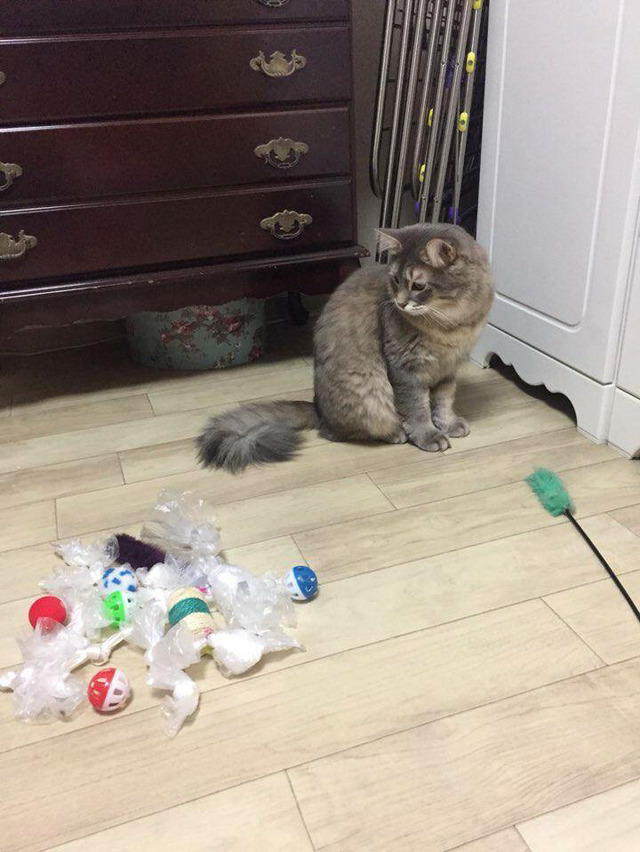 옷장 밑 보물창고 털리고 허탈한 표정의 고양이 | 인스티즈